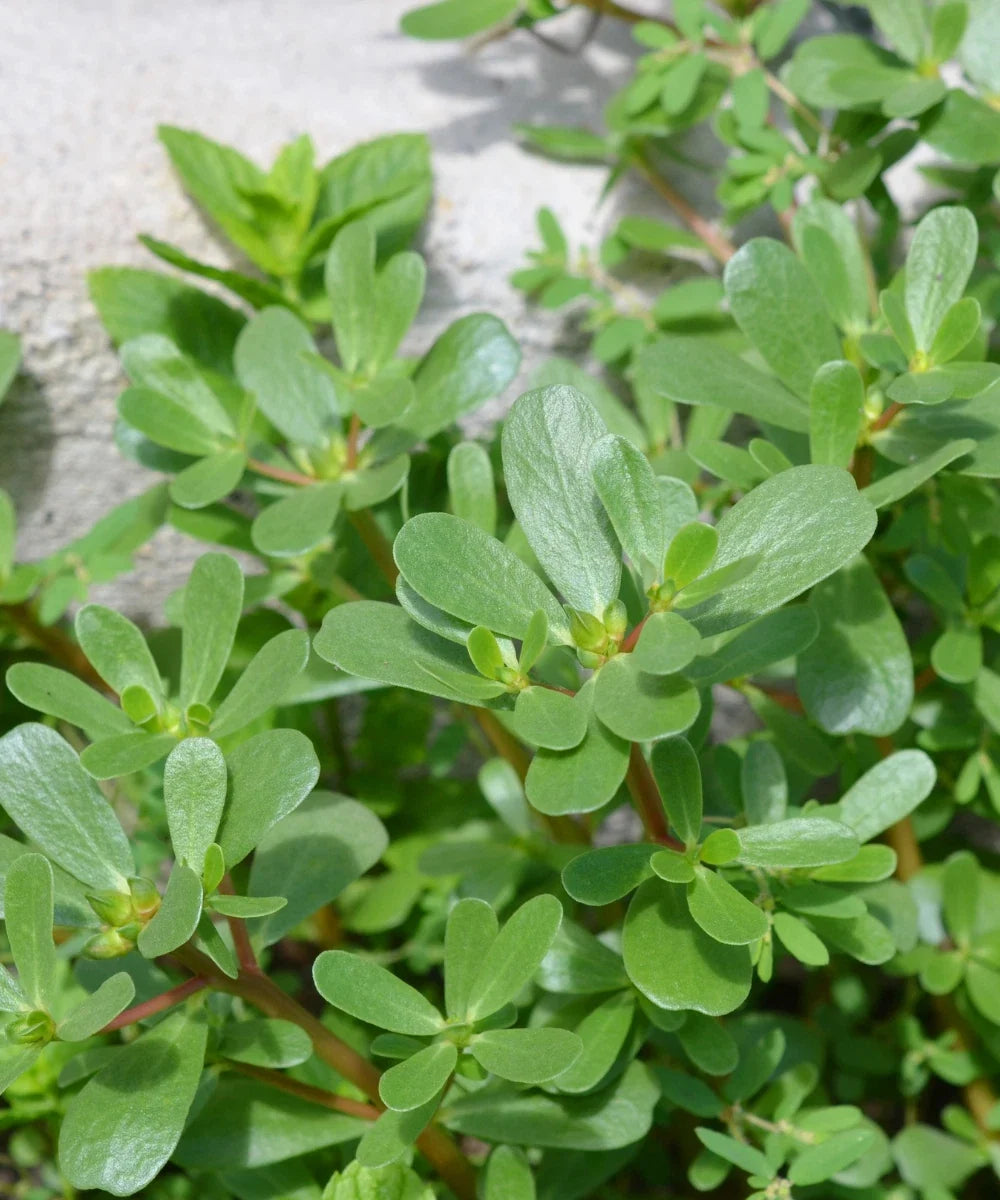 Green Purslane Seeds - Edible Herb, Non-GMO, Heirloom, Portulaca oleracea, 3000+ Seeds for Home Gardening & Cooking