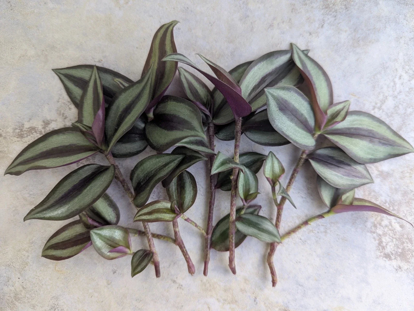Tradescantia Zebrina Cuttings - 5 Pack Wandering Jew Plant for Indoor Propagation - Vibrant Purple and Green Foliage