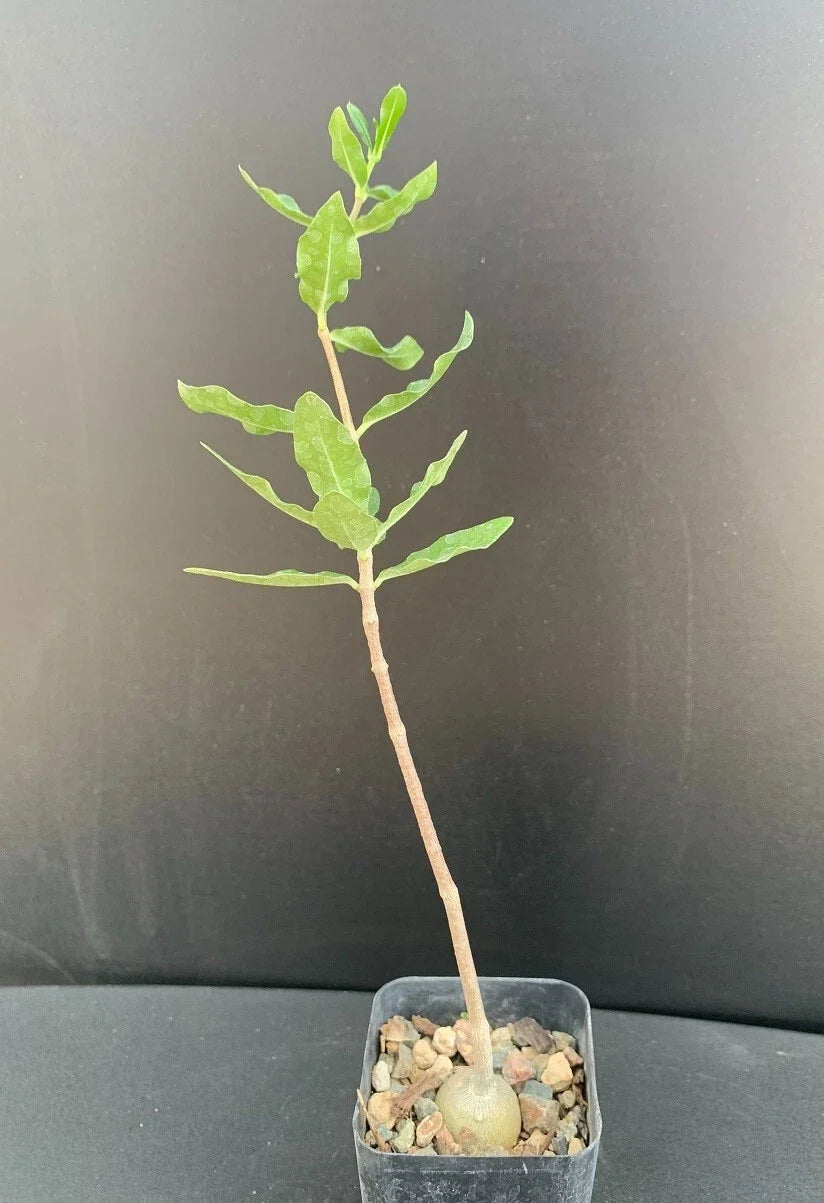 Fockea edulis Caudex Succulent in 2-Inch Pot, Rare Indoor Plant, Unique Climbing or Trailing Succulent