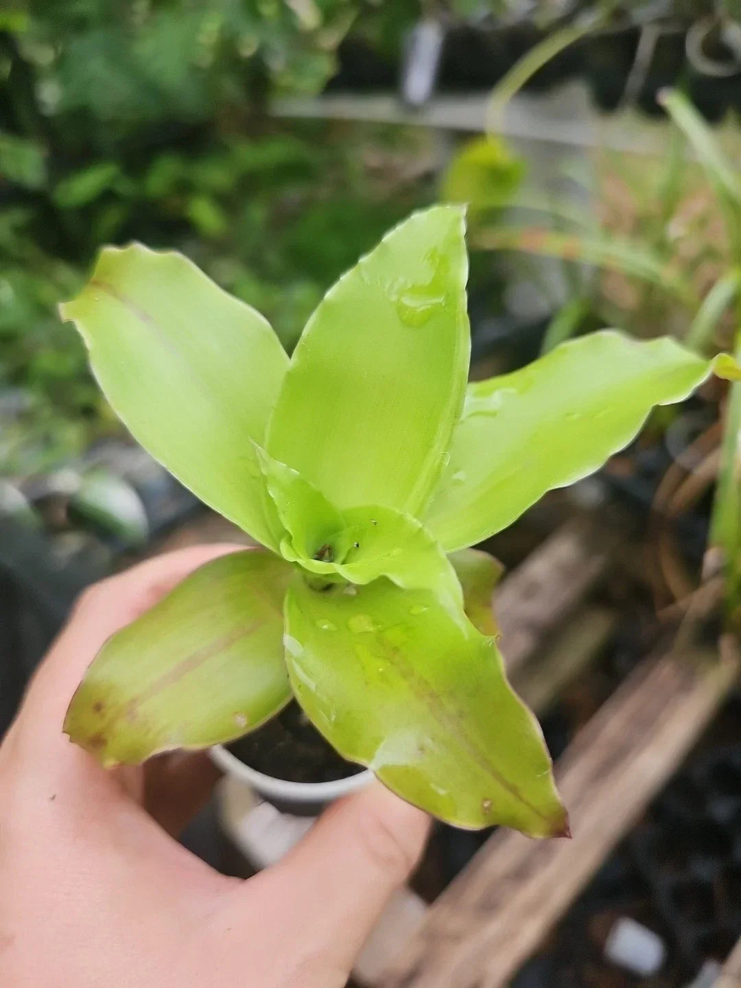 Callisia Fragrans Red Green Holistic Medicinal Plant in 2" Pot – Compact, Easy Care Indoor & Outdoor