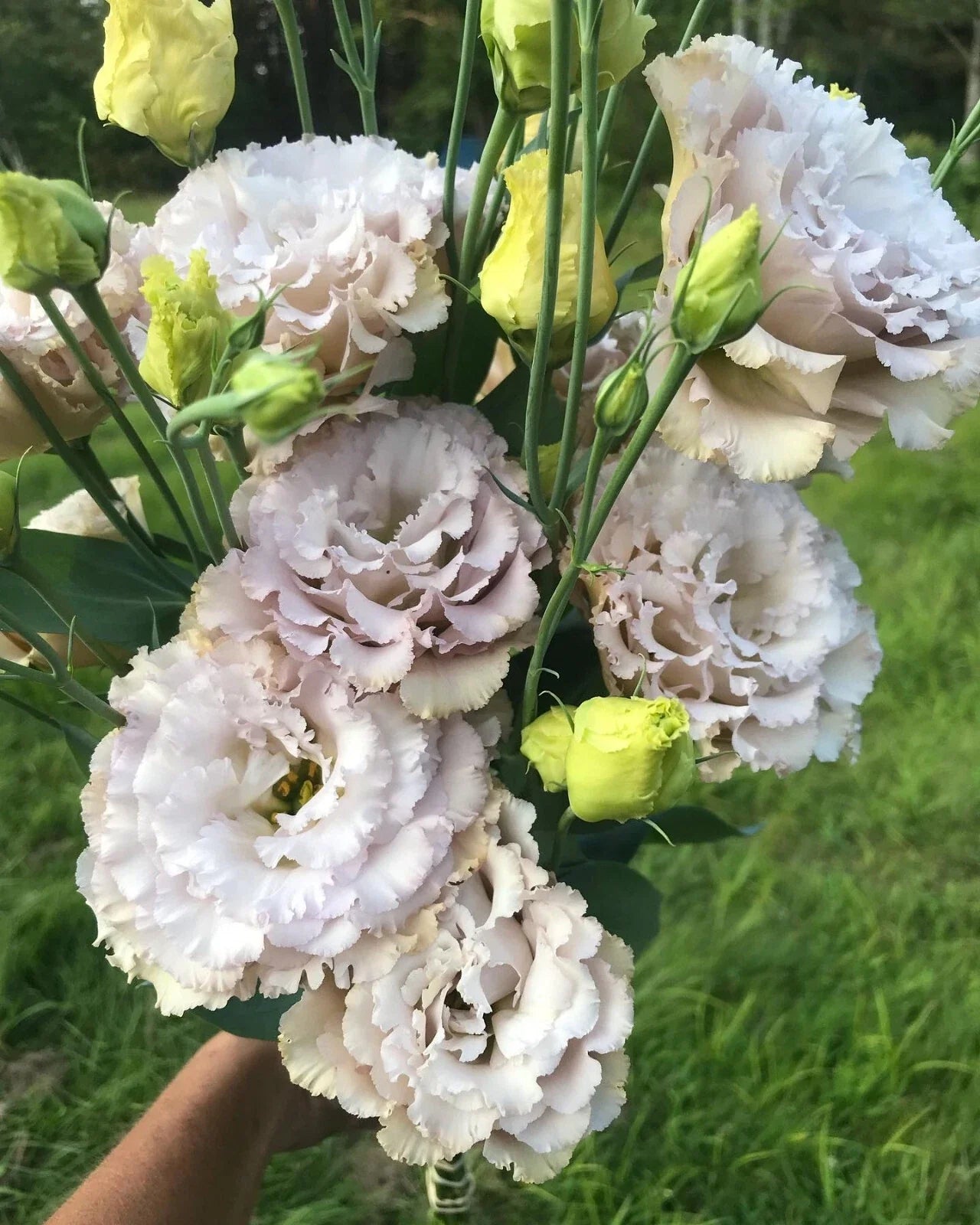 Lisianthus Plug Plant Chateau Blue Live Starter with Rose-Like Blue Blooms Eustoma grandiflorum