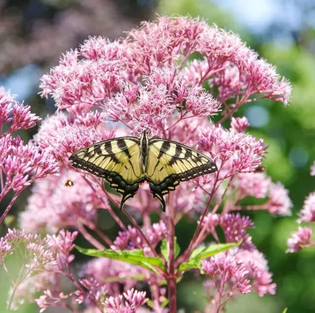 Queen of The Meadow Herb Seeds 50 Pack - Joe Pye Weed, Purple Flowers, Eupatorium purpureum, Perennial Seed