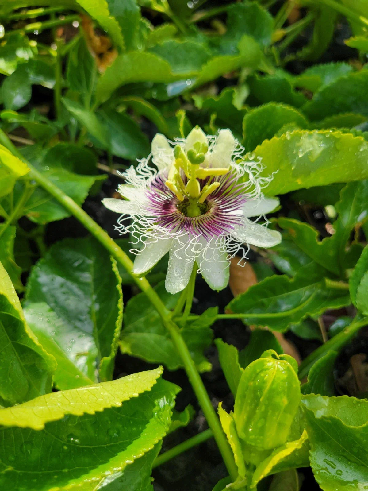 Passion Fruit Plant Cuttings 8-10” Passiflora Edulis Fresh Vines for Home Gardening
