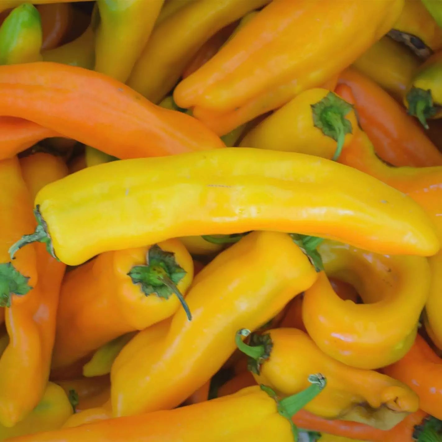 Corno Di Toro Giallo Pepper Seeds - 30+ Rare Italian Sweet Capsicum annuum Seeds