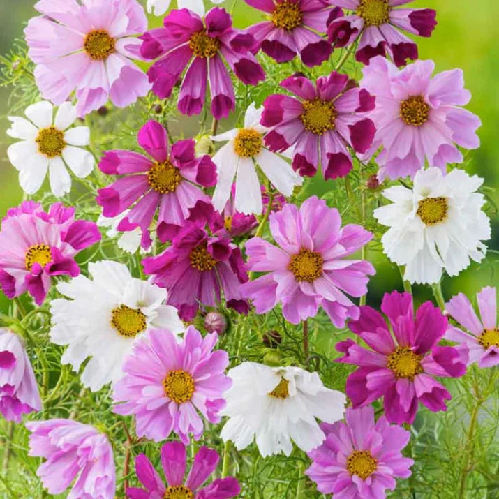 Cosmos Seeds Mix - 50 Seeds of Cosmos bipinnatus Colorful Flower Variety