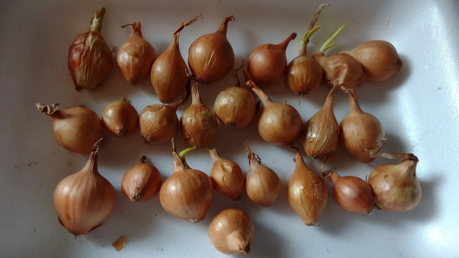 Yellow Onion Bulbs 24-Pack Heirloom All-Season Planting, Allium cepa, Bulbous, Full Sun