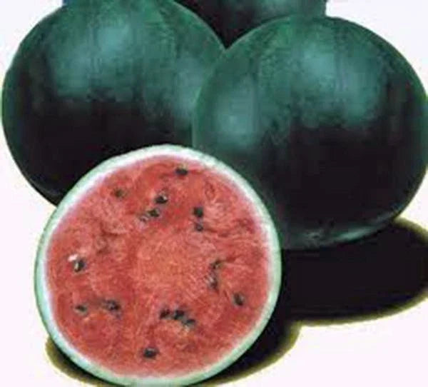 Watermelon Seeds 100 Count, Sugar Baby Heirloom, Non-GMO Citrullus lanatus for Home Garden & Container Growing
