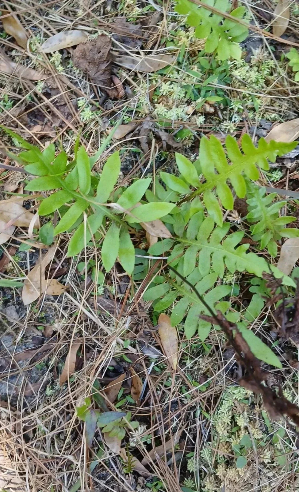 Netted Chain Fern Live Bundle 3-Pack | Woodwardia areolata | Rare Native Shade Ferns for Moist, Acidic Soil