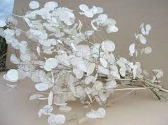 Lunaria Biennis Seeds 100 Count - Silver Dollar, Money Plant, Honesty, Moonwort - Perennial Flower Seeds
