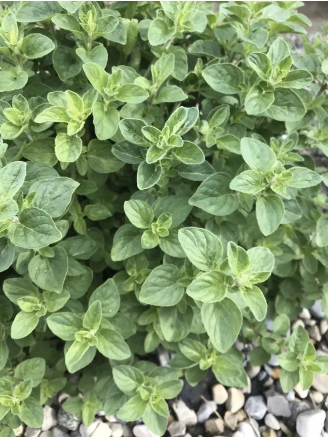Organic Oregano Seeds - 100 Pack, Perennial Herb for Gardening, Culinary Spice, Origanum Vulgare