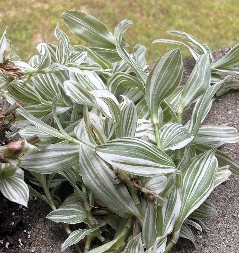 Tradescantia fluminensis Cuttings - Green & White Variegated Indoor Plant Propagation