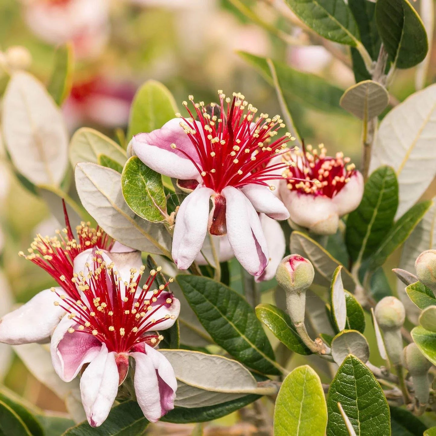 Pineapple Guava Seeds - Feijoa sellowiana - Perennial Shrub for Garden Planting, Edible Fruit, USA Grown, Free Shipping