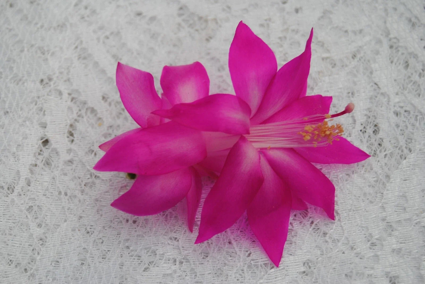 Christmas Cactus Starter Plant - Fortune Queen Schlumbergera Truncata - Well-Rooted Trailing Succulent for Indoor & Outdoor Gardens