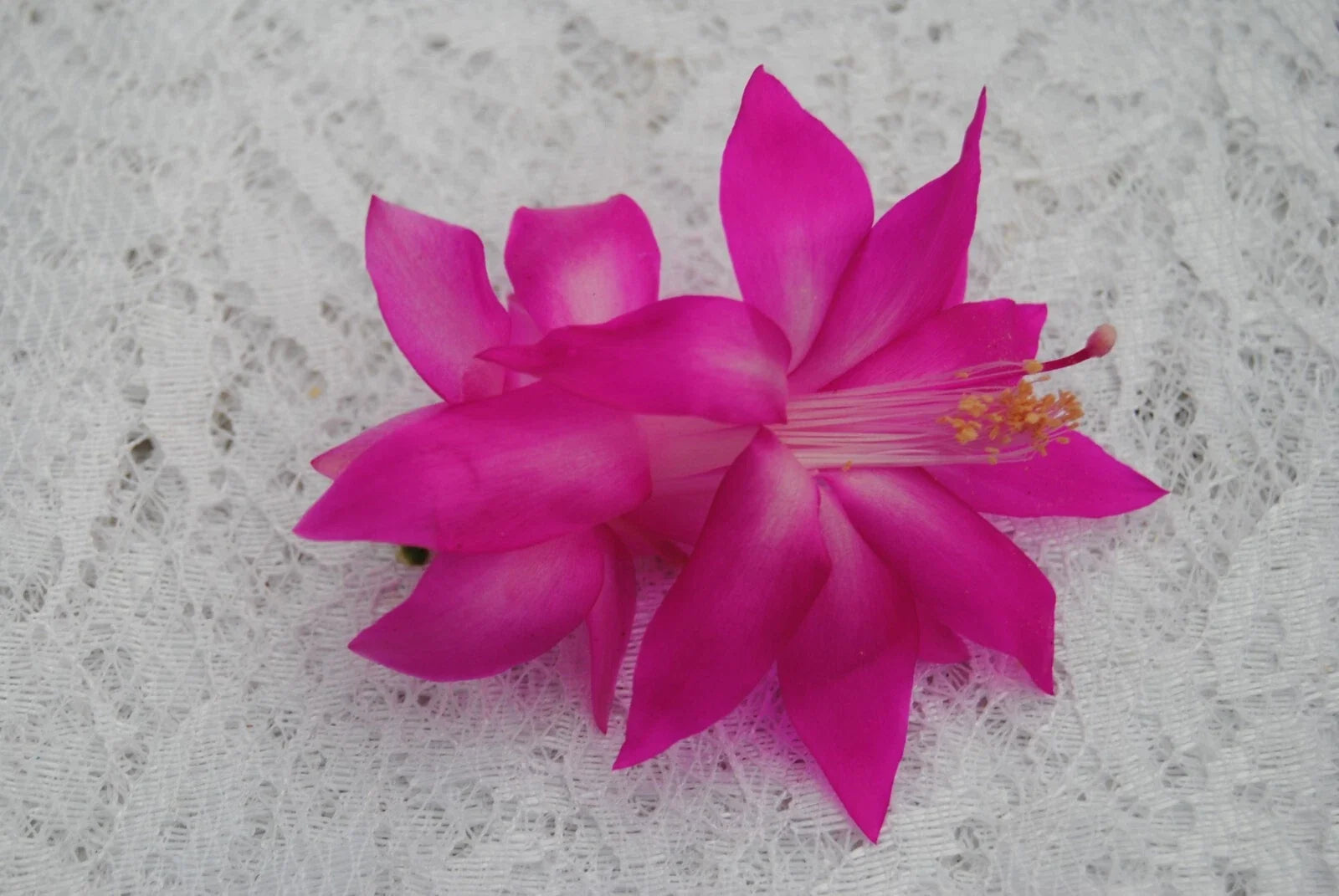 Christmas Cactus Starter Plant - Fortune Queen Schlumbergera Truncata - Well-Rooted Trailing Succulent for Indoor & Outdoor Gardens