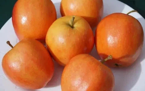 Apple Seeds - 25+ Surprize Variety - Malus domestica - USA Grown for Garden Planting