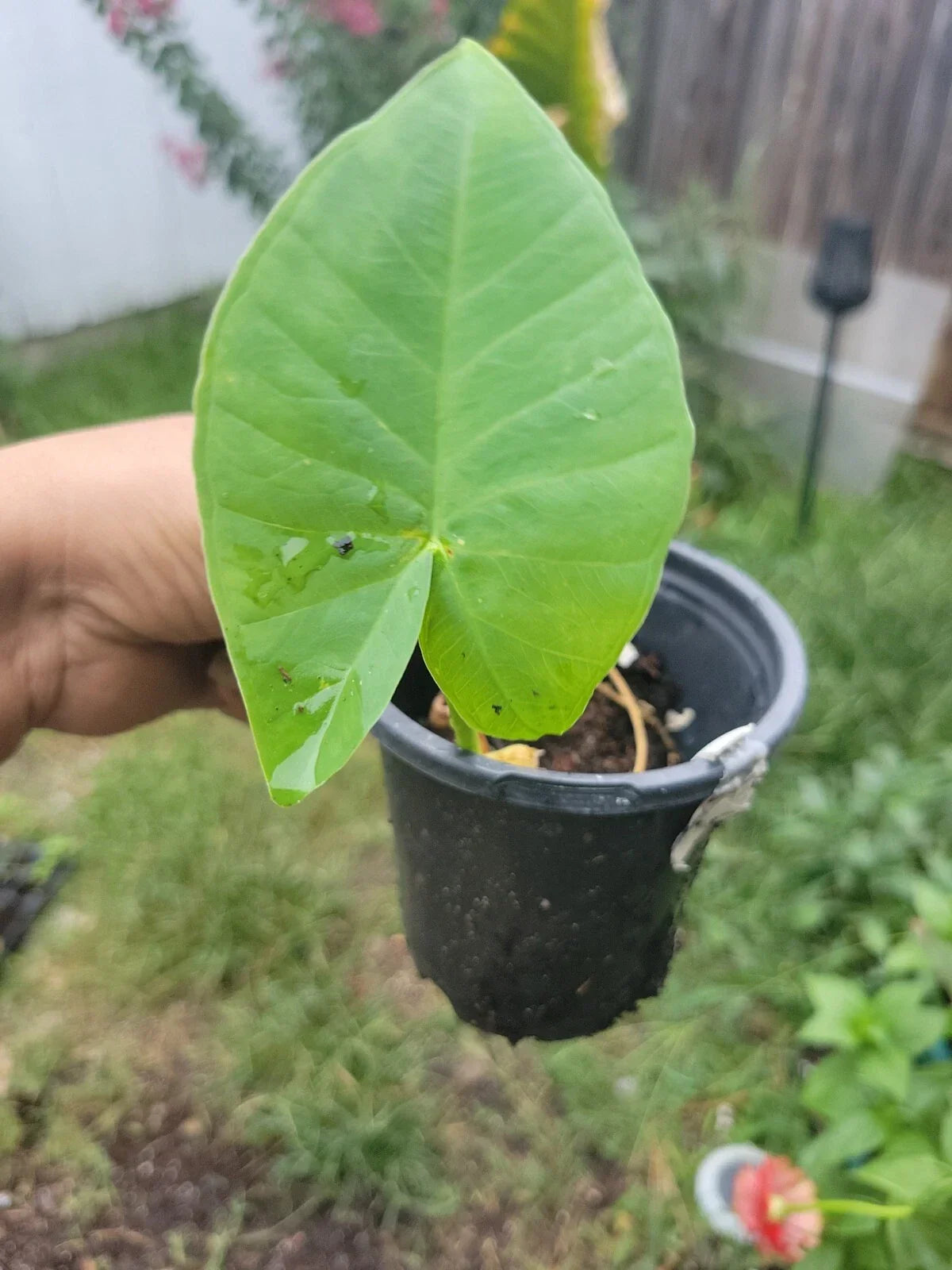 Colocasia gigantea Thailand Giant Plant Pot - Organic Thai Elephant Ear, USA Grown