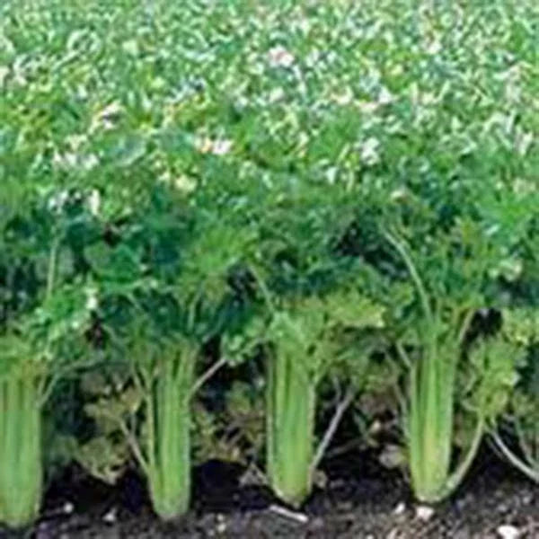 Celery Seeds Utah Tall Heirloom Non-GMO Apium graveolens 50 Seeds for Gardening, Salad, Soup