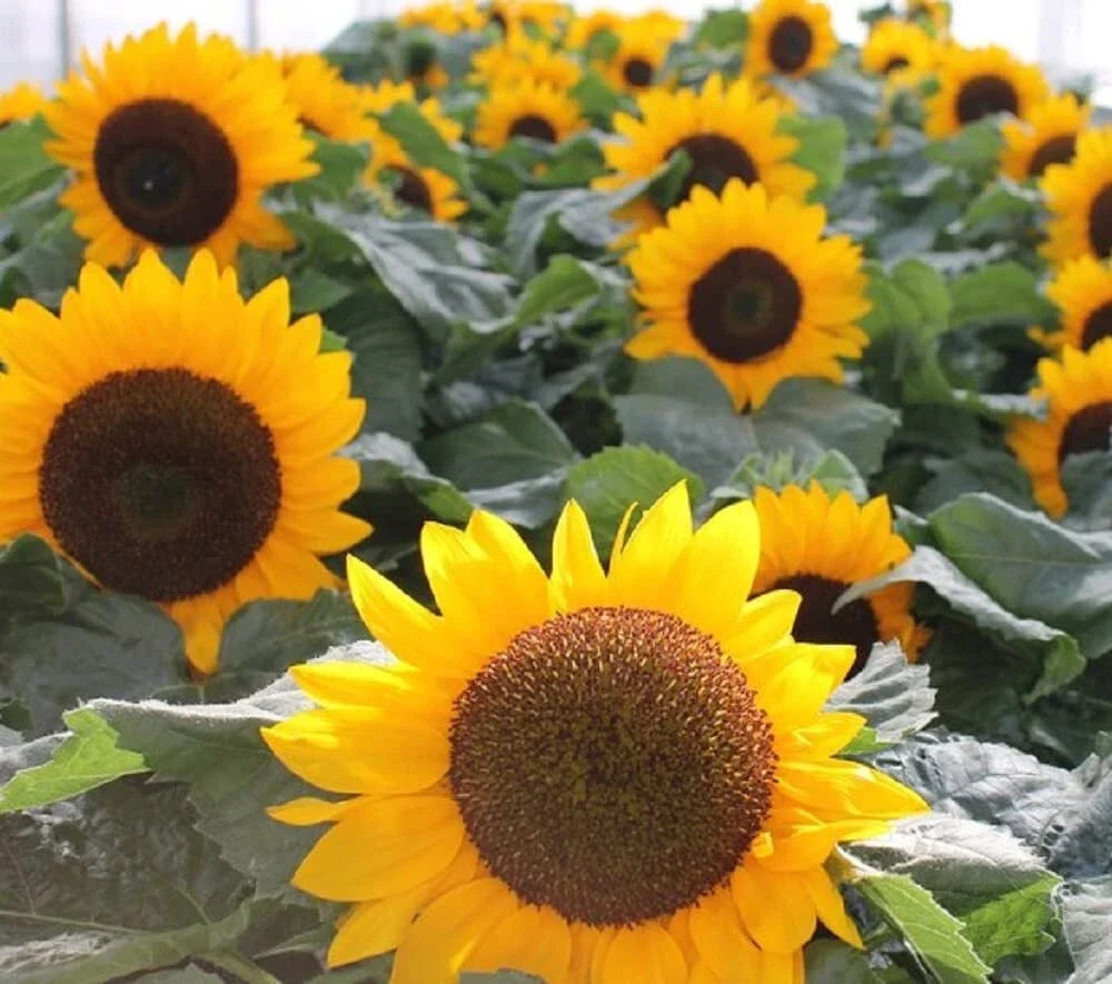Sunflower Seeds 30g Heirloom Non-GMO Flower Seeds Helianthus annuus