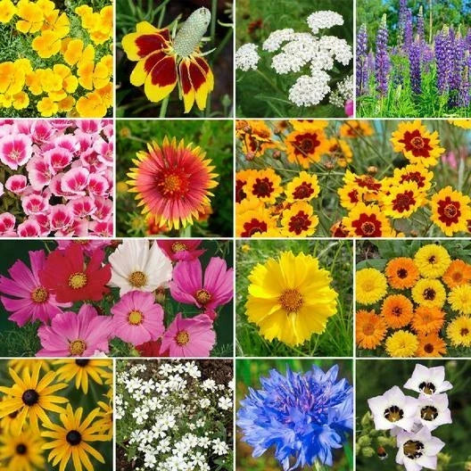 Bird & Butterfly Wildflower Seed Mix - Heirloom Non-GMO Pollinator-Friendly Garden Seeds, 1000 Seeds