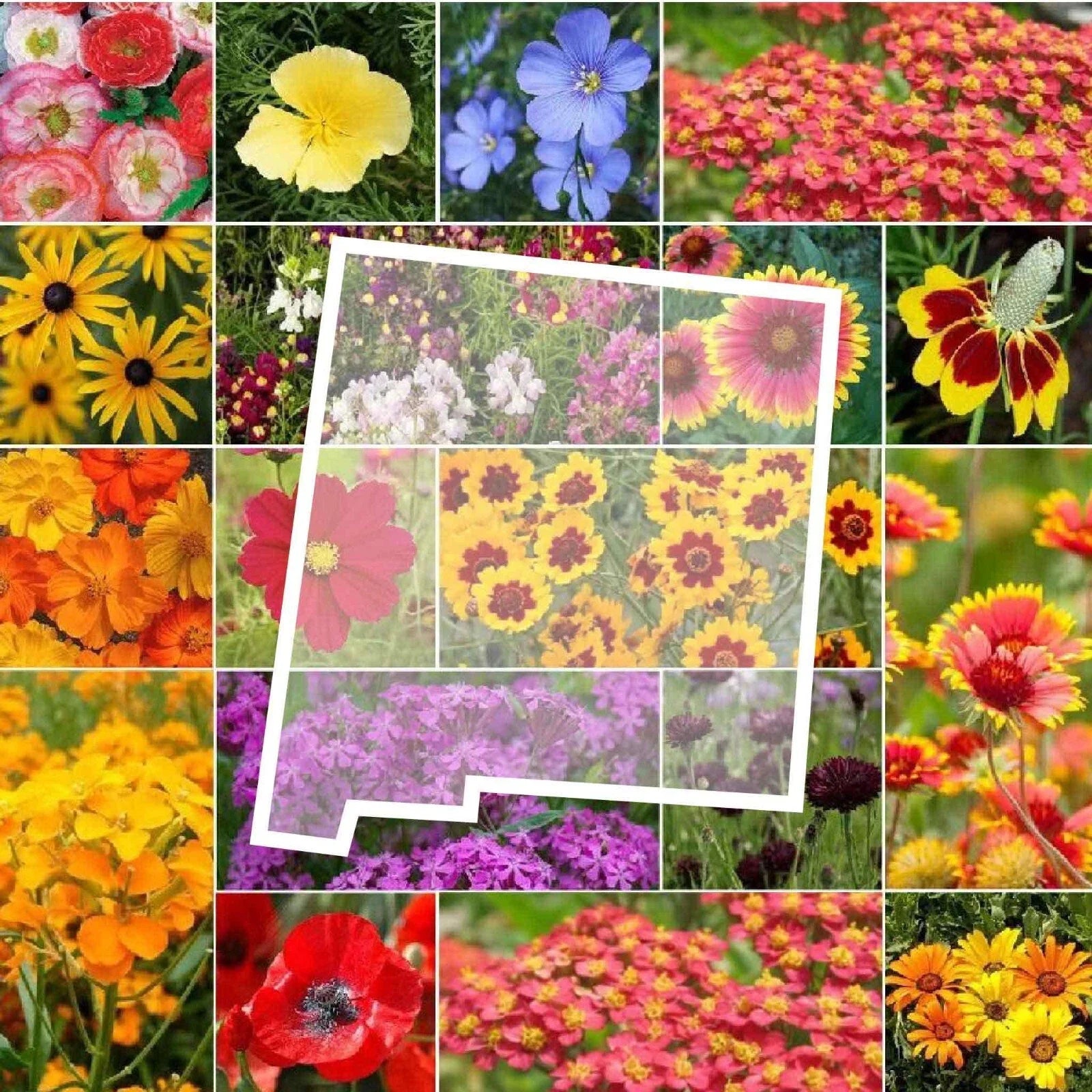 Wildflower Seed Mix - 1000 Non-GMO Seeds - Native New Mexico Perennials & Annuals for Pollinators & Gardens