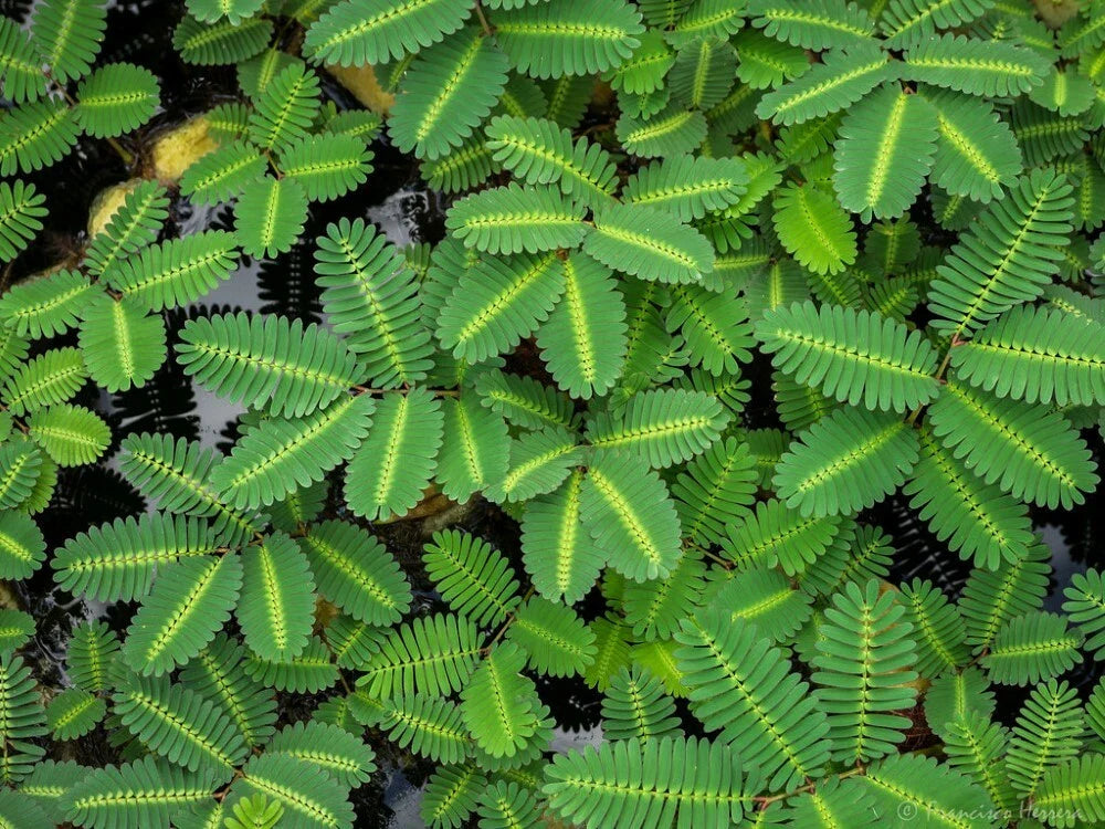 Water Mimosa Plant - Aquatic Tropical Marginal Pond Plant - Neptunia oleracea - Live Plants in Pots