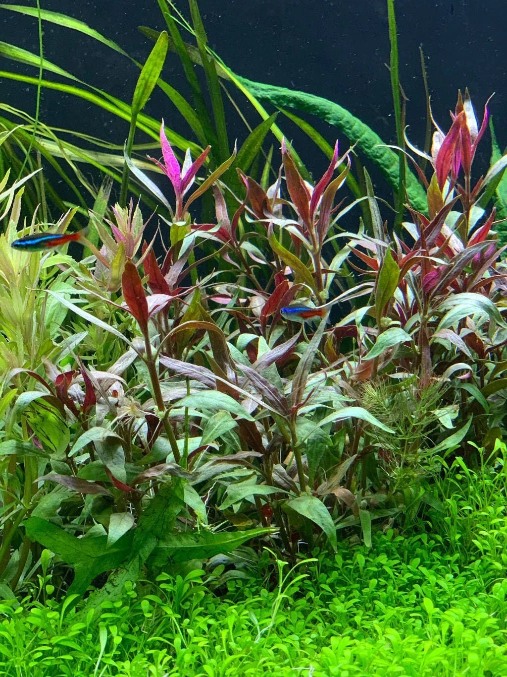 Telanthera Plant 5" Pot - Alternanthera reineckii var 'roseafolia' Live Aquatic Plant