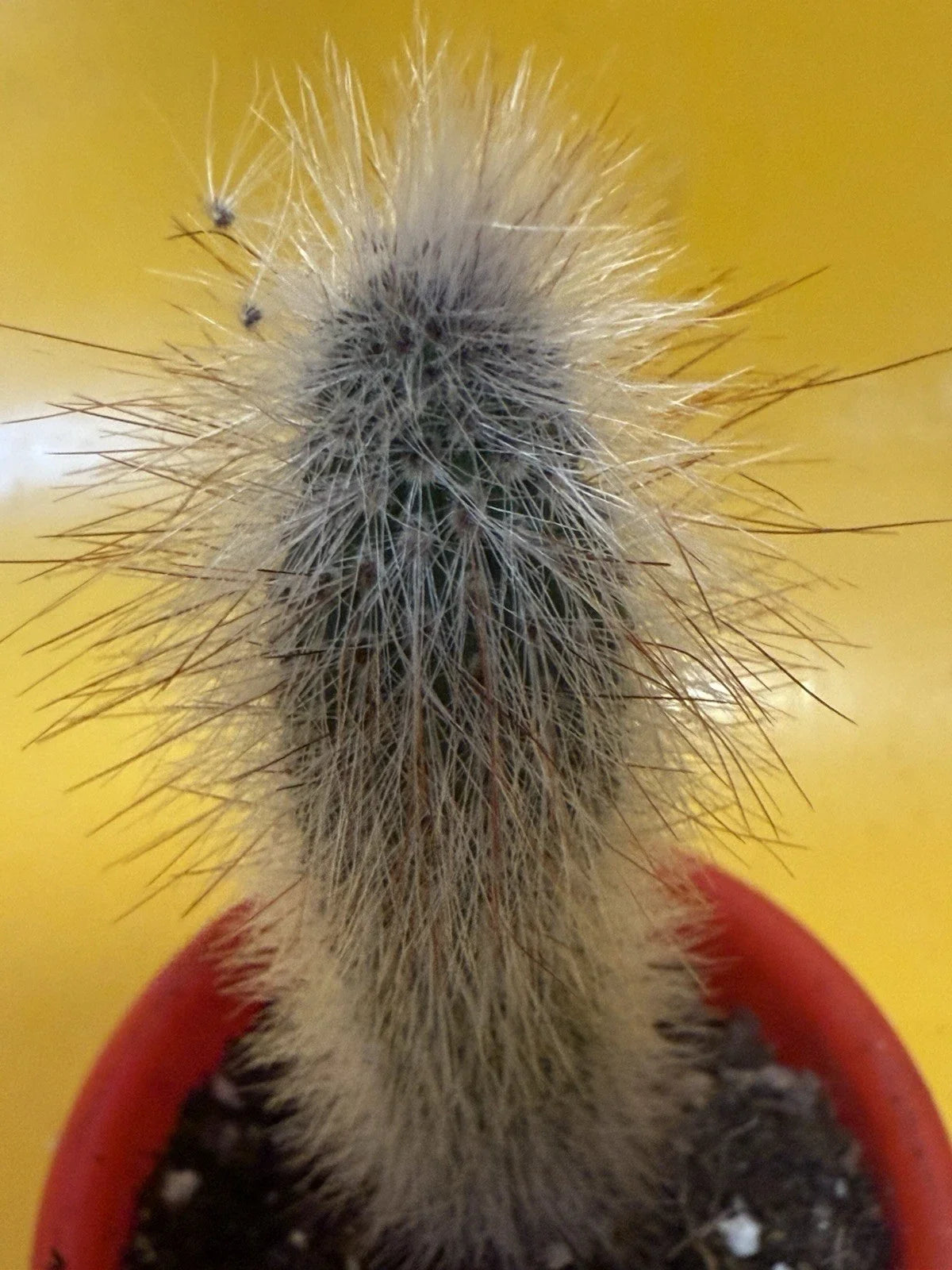 Thrixanthosereus Cullmanianus Cactus Plant - Potted Succulent, Drought-Resistant Indoor/Outdoor Cactus