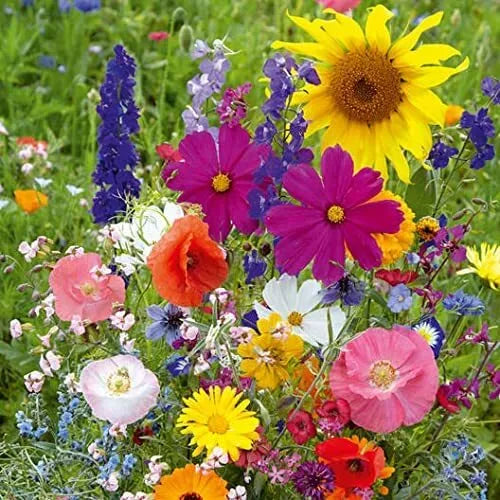 Wildflower Seed Mix - 200 Seeds, Fairytale Blend, Native Flowers for Pollinators, Garden, Meadow Restoration