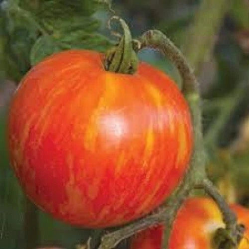 Mr. Stripey Tomato Seeds - Heirloom Bi-Colored Variety - 25 Fresh Solanum lycopersicum Seeds
