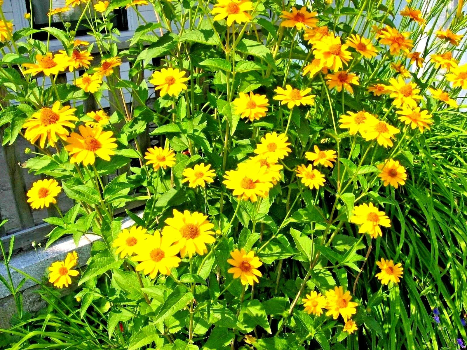 Ox Eye Sunflower Seeds - 301+ Count, Native Wildflower for Summer Garden, Helianthus giganteus, Heat & Cold Tolerant