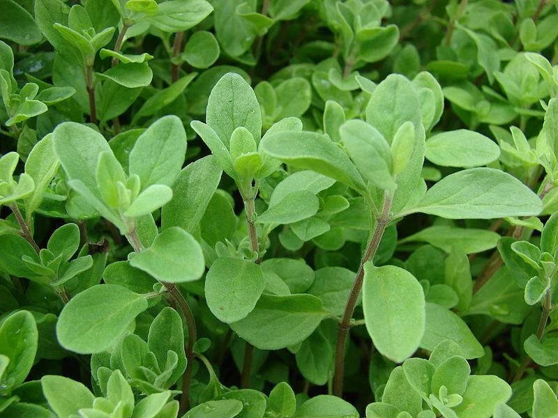 Sweet Marjoram Herb Seeds Bulk - Origanum Majorana Culinary Gardening, 200-10,000 Seeds