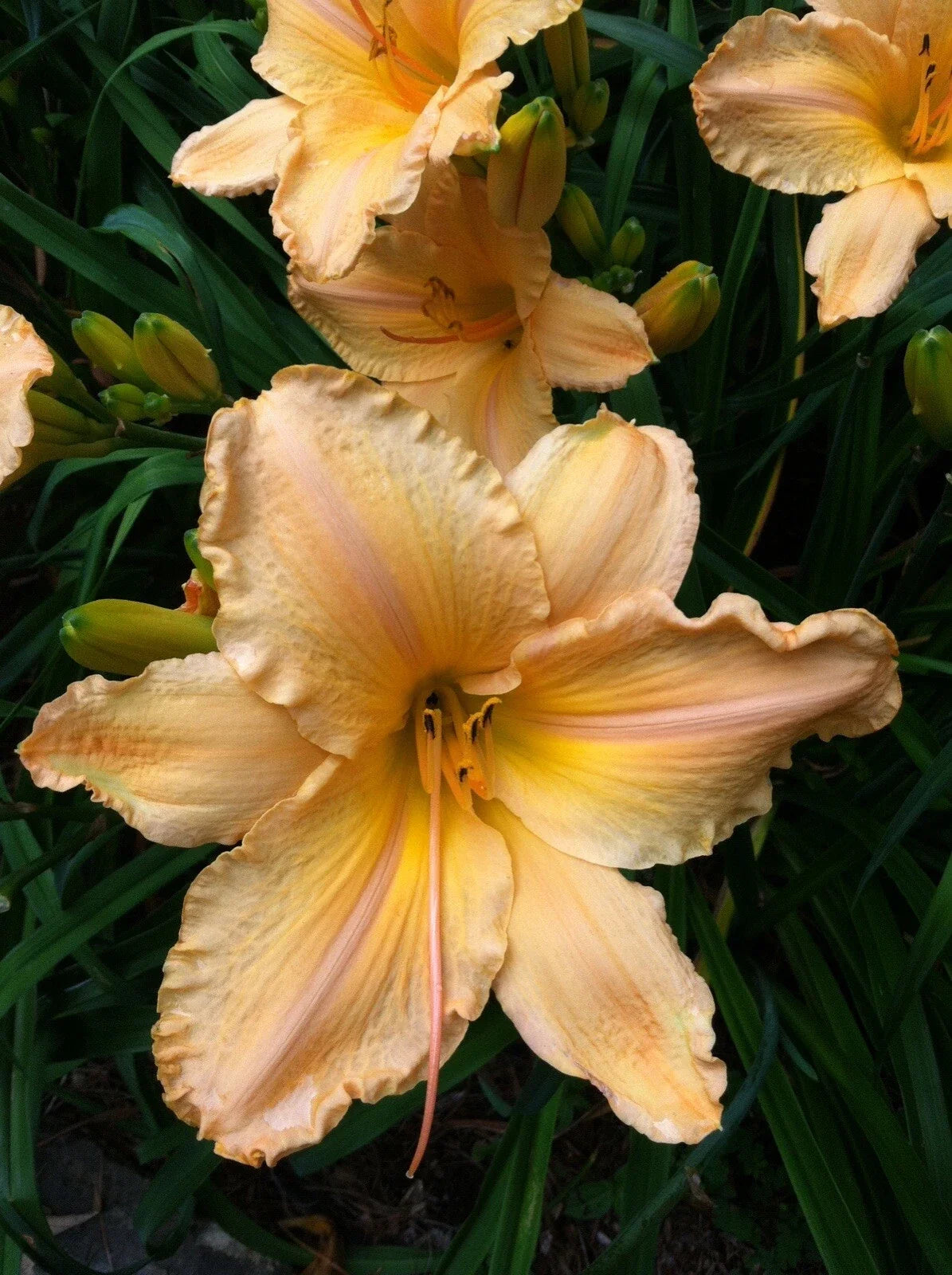 Yellow Apricot Daylily Bare Root Plant - Hemerocallis 'Clif Hayes' with 7.5" Flowers for Garden Beds