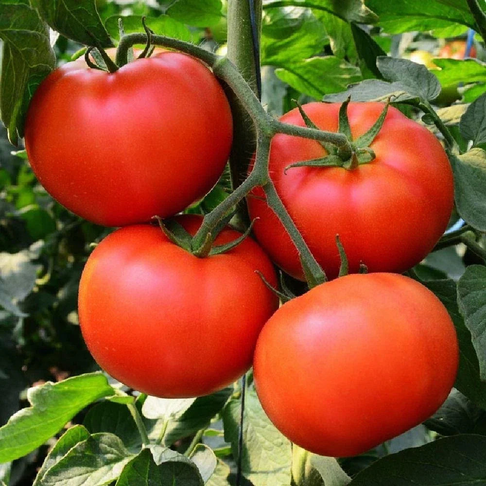 Homestead Tomato Seeds - Non-GMO Heirloom, Determinate Variety, Vegetable Garden Seeds, Solanum lycopersicum