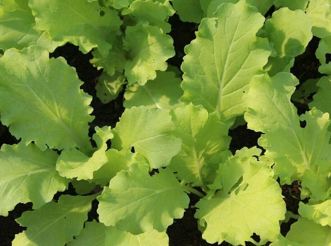 Tokyo Bekana Mustard Seeds - Microgreens Pack of 300+ Brassica rapa var. japonica for Asian Cuisine, Salad Garnishes, Container Gardening