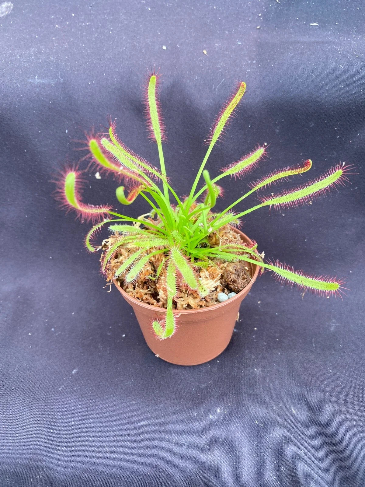 Carnivorous Plant Drosera capensis Rooted 2.5" Pot Cape Sundew Insect-Catching Perennial