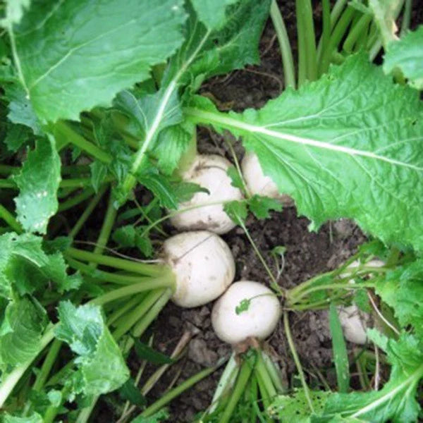 White Egg Turnip Seeds, Organic Heirloom Brassica rapa, 50+ Seeds for Home Garden, Fall & Winter Harvest