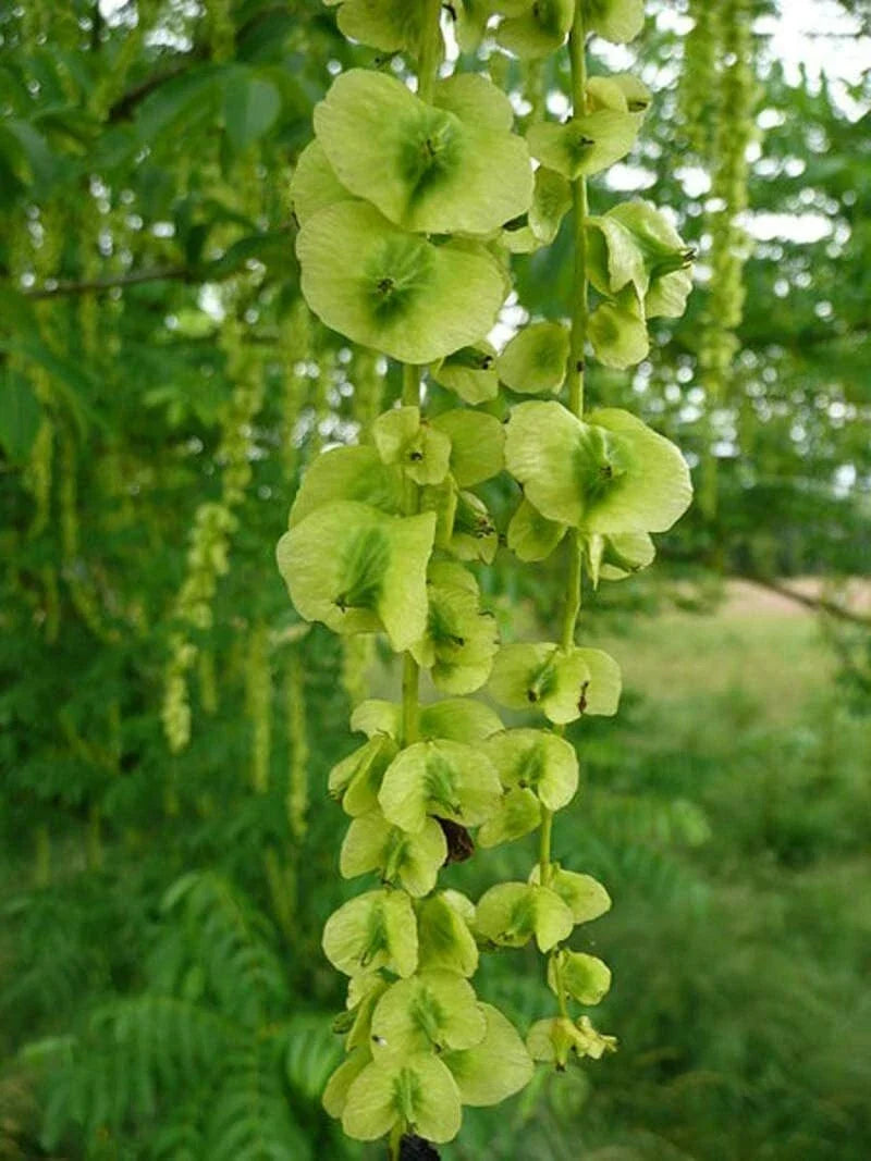 Wingnut Tree Seeds - Pterocarya fraxinifolia - Grow Your Own Deciduous Tree with Winged Fruit - 10 Pack