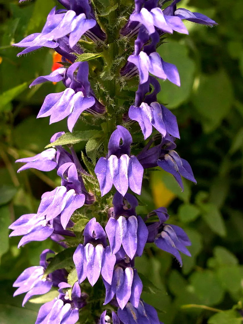 Giant Blue Lobelia Seeds - 253 Count - Hardy Lobelia siphilitica for Shade Gardens, Pollinator Attracting, Easy to Grow