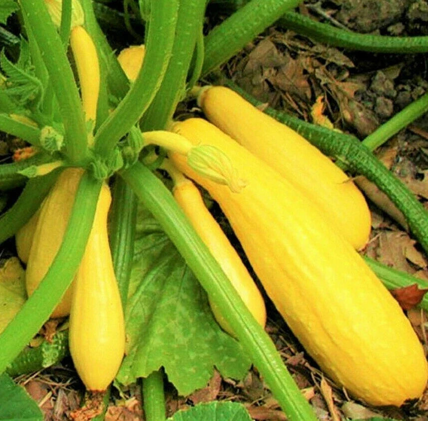 Yellow Straightneck Squash Seeds | Cucurbita pepo | Summer Golden Zucchini Courgette Seeds | Heirloom, Non-GMO, Pack of 20