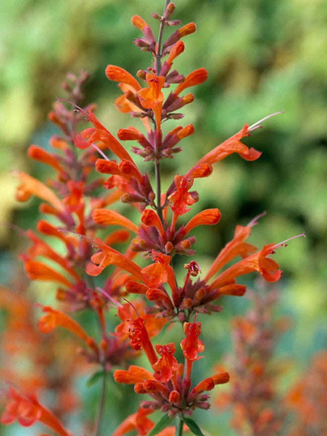 Red Hyssop Seeds 100 Pack - Agastache Perennial Flower Seeds - US Seller