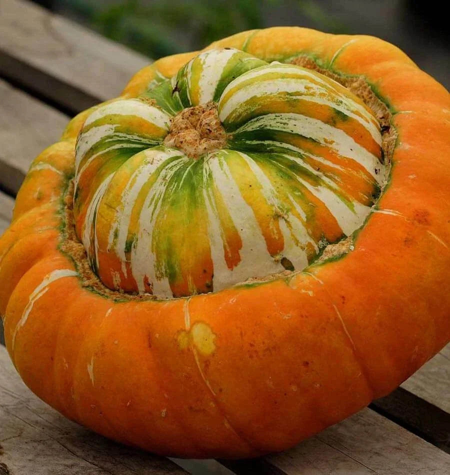Turk's Turban Gourd Seeds 10 Pack Heirloom NON-GMO Cucurbita maxima for Fall Decor & Gardening