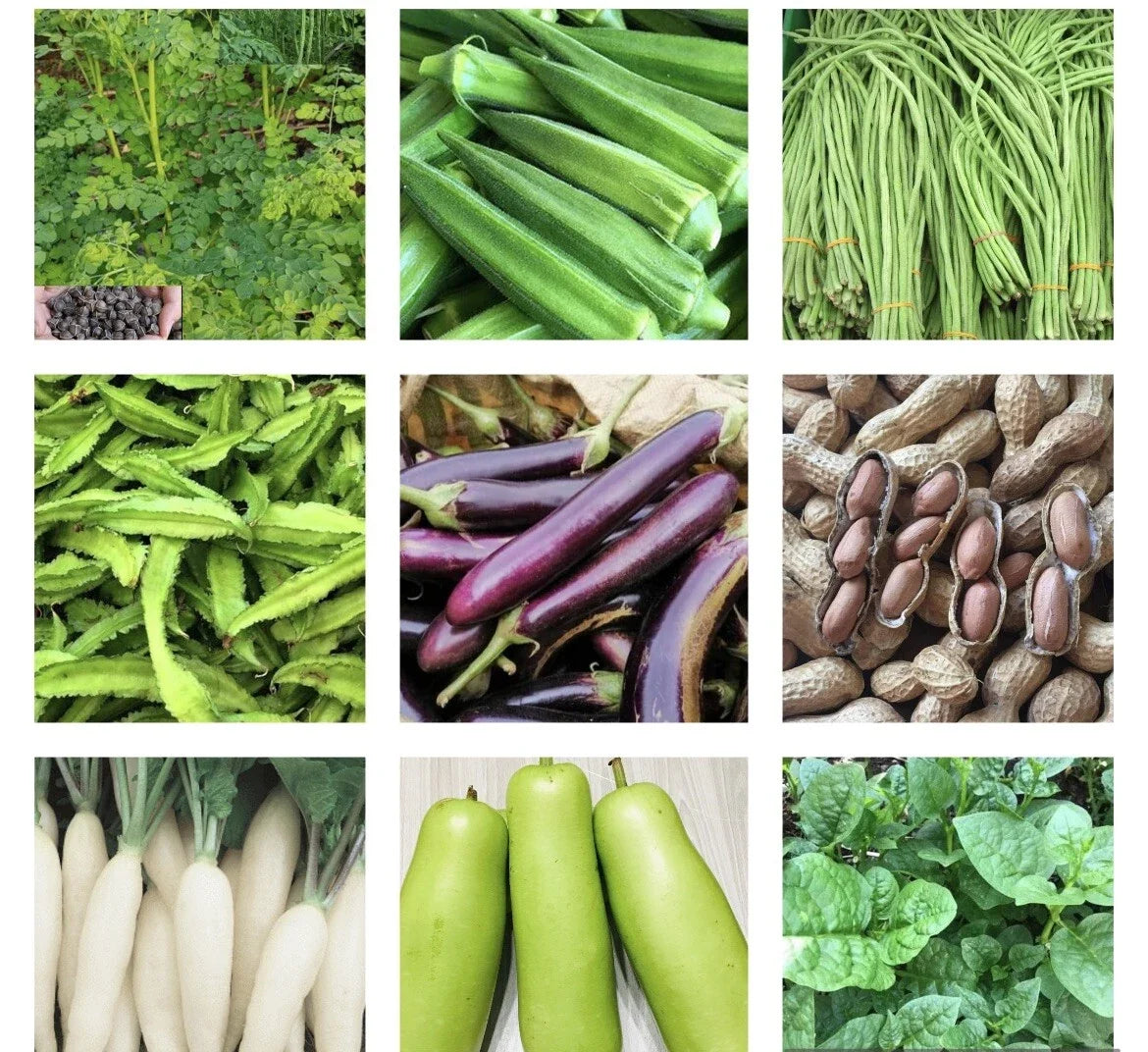 Asian Vegetable Seeds Packets – 20 Varieties for Home Gardening, Non-GMO, Organic, Heirloom Seeds
