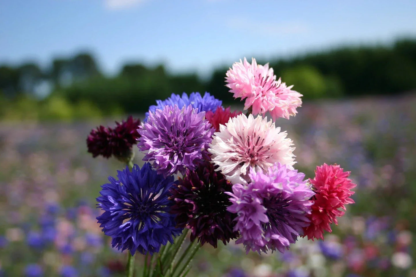 Bachelor Button Dwarf Polka Dot Mix Seeds - Dwarf Centaurea Annual Flowers