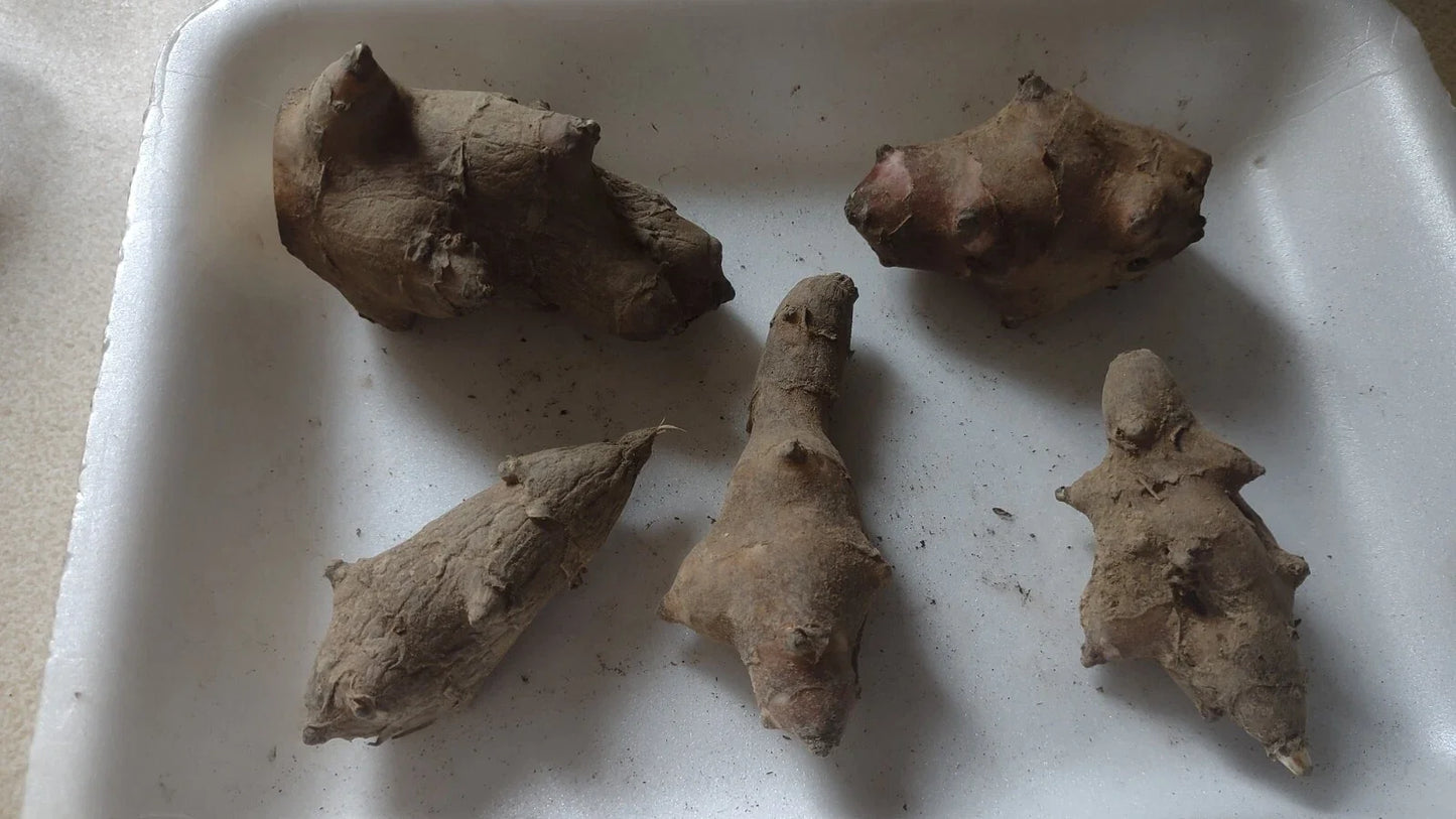 Jerusalem Artichoke Tubers 5 L.M. Red Organic Helianthus tuberosus for Planting, Non-GMO, Sunflower-Like Blooms