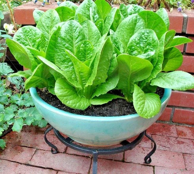Organic Buttercrunch Lettuce Seeds - 600+ Lactuca sativa for Garden & Containers, Fast Growing, Leafy Green Vegetable