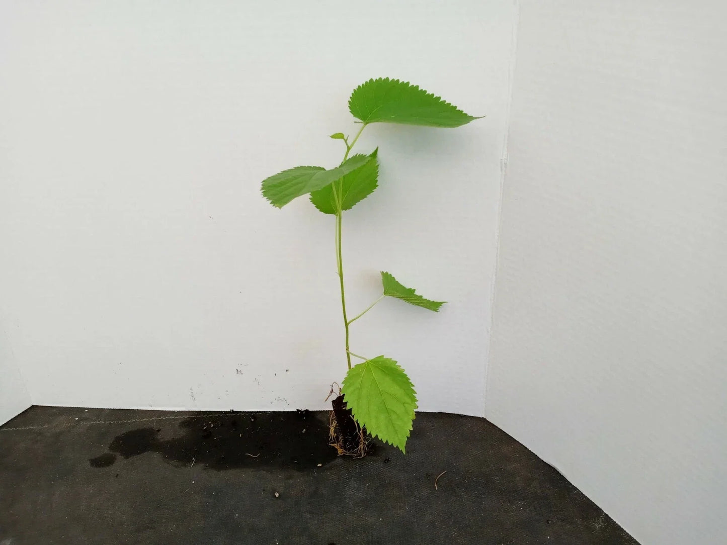 Dwarf Everbearing Mulberry Trees - 2 Starter Plants - Morus nigra - Organic, Edible Berries, Compact Growth, Zones 6-10