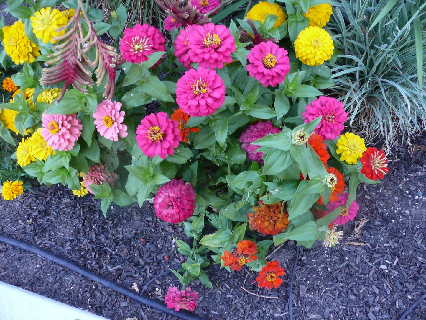 Zinnia Seeds 45 Count - Button Box Dwarf Zinnias - Zinnia elegans - GroCo USA