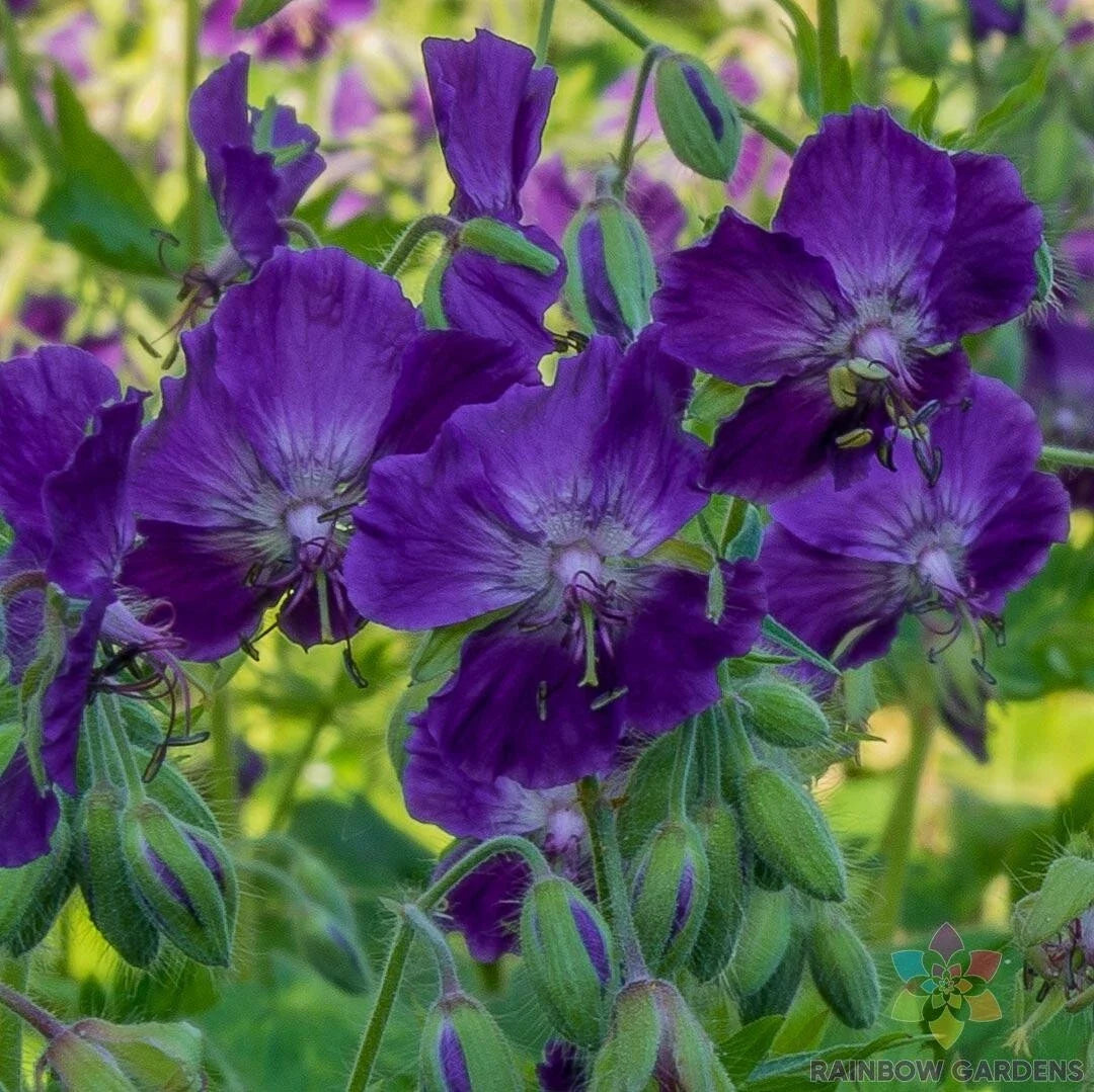 Lily Lovell Geranium Seeds – Pelargonium 'Lily Lovell' – Garden Planting, Vibrant Pink & Lavender Flowers, Easy to Grow
