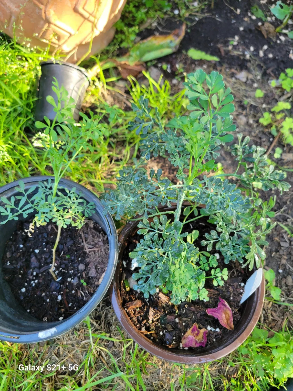 Blue Ruda Rue Live Plants Duo - 1 Gallon Pot - Ruta graveolens Male & Female Varieties for Garden, Border, or Container