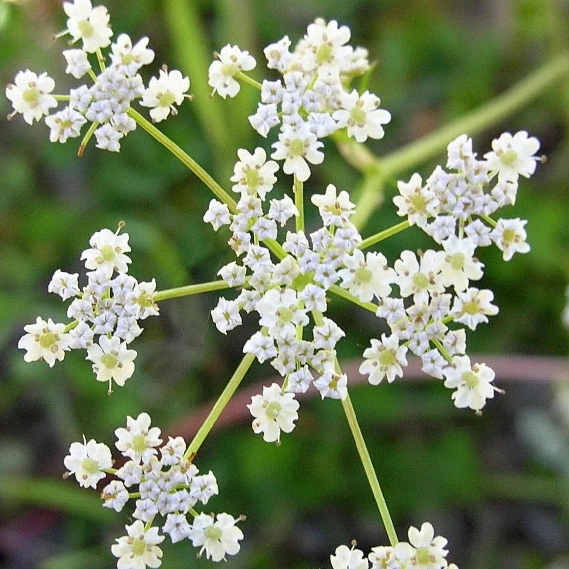 Caraway Seeds - Non-GMO Heirloom Herb for Planting - Culinary Spice, Carum carvi, 2025 USA Grown